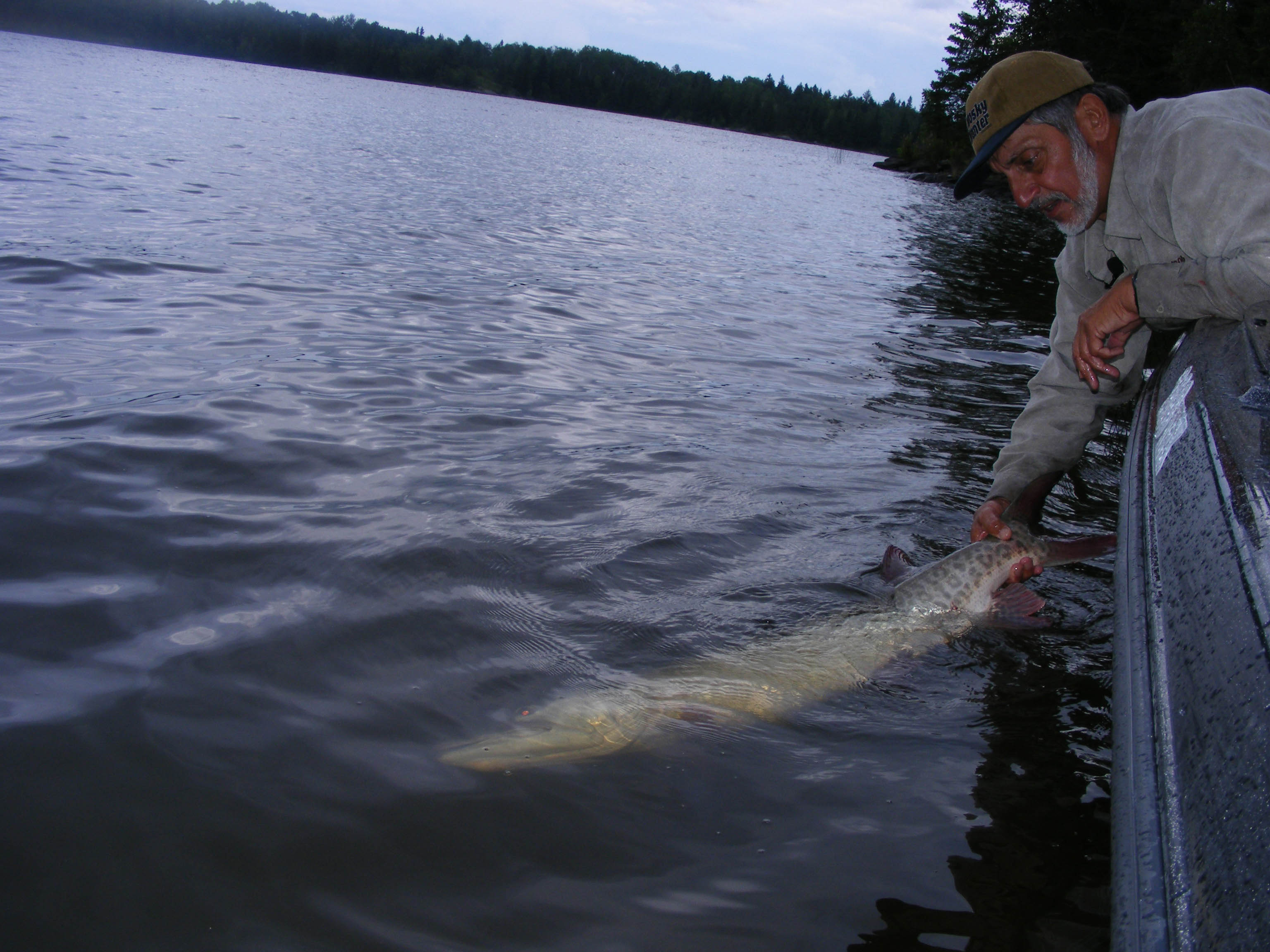 musky LOTW 2k